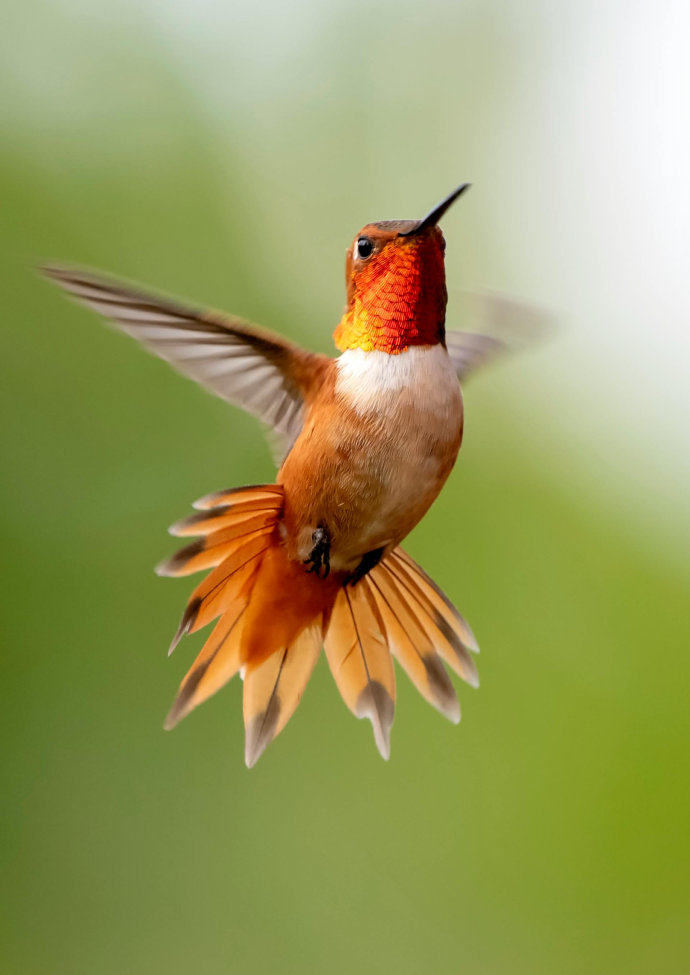 Bird Watching